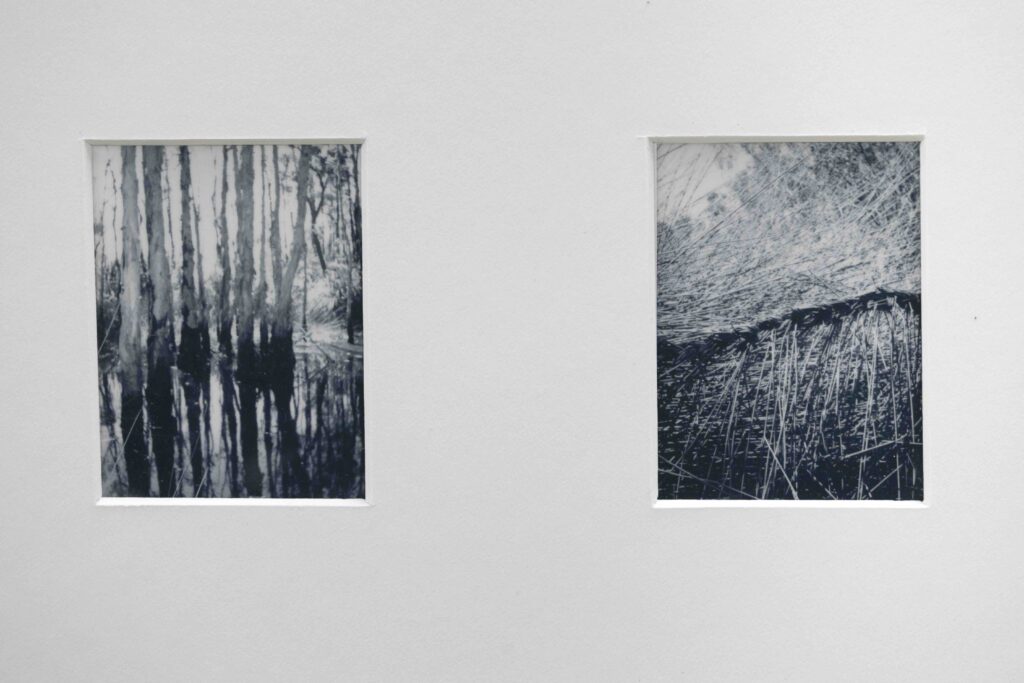 Two rectangular windows in a pale wall: left window shows a black-and-white forest scene, right window shows a dense, scribble-like pattern.