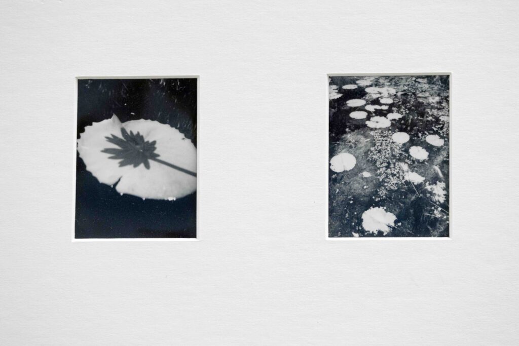 Two black-and-white framed photos on a light wall: left shows a large leaf silhouette, right shows lily pads on water.