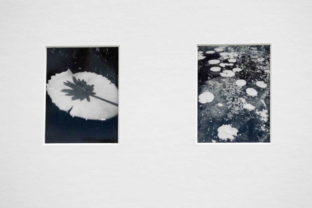 Two black-and-white framed photos on a light wall: left shows a large leaf silhouette, right shows lily pads on water.